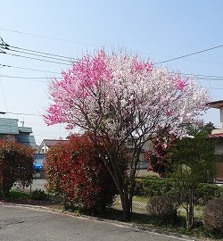 春ですね~~~!!